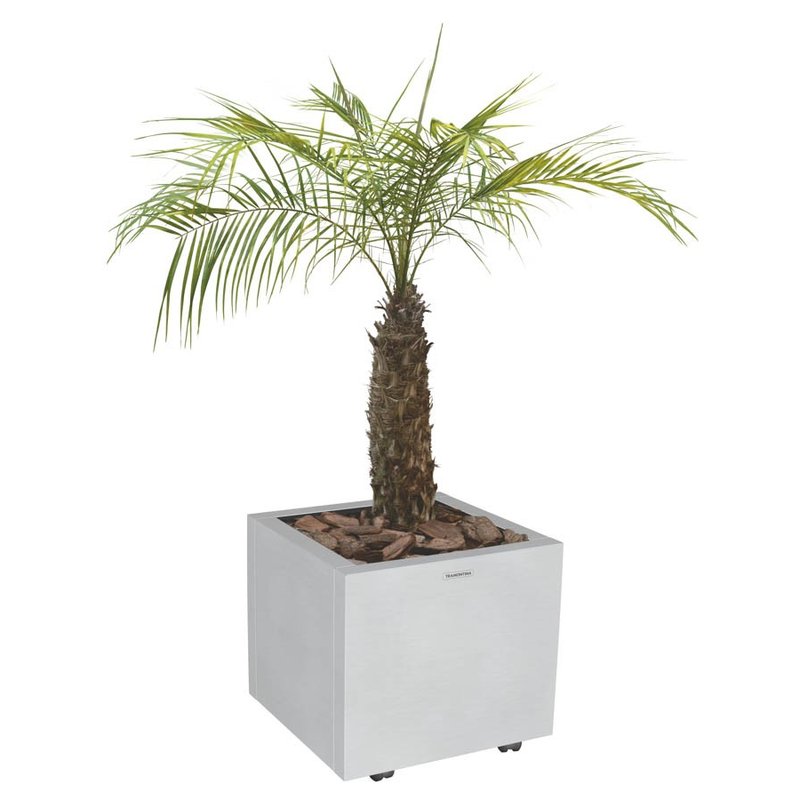 Cachepô Square Quadrado em Aço Inox com Acabamento Scotch Brite e Rodízio 80 kg